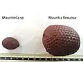Fruits de Mauritiella & de Mauritia