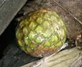 fruit du Metroxylon sagu