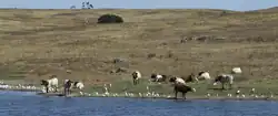 photo couleur de bovins rouge et blanc dans une prairie sèche au bord d'une rivière.