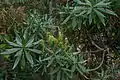 Plant d'Echium au CBNB