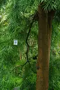 Plant d'Afrocarpus sous serre