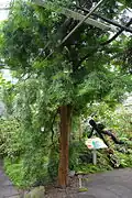 Plant d'Afrocarpus sous serre
