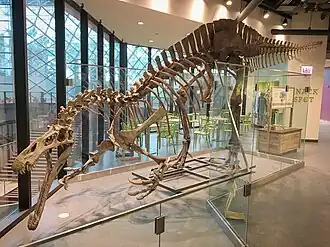 Suchomimus tenerensis