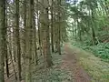 Dans le Bois Guyot après avoir passé le pont des Bonnets en direction de St Marcel de Félines (vue en direction de Neulise).