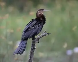 Photographie d'un Ahninga posé au sommet d'un arbre.