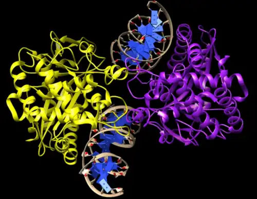 Dimère de cGAS lié à deux segments d'ADN bicaténaire (en bleu) (PDB 4O6A).