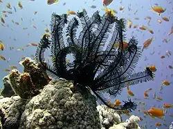 Comatule de Dahab.