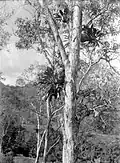 Un arbre kayu putih à Ambon aux Moluques en Indonésie (1926).