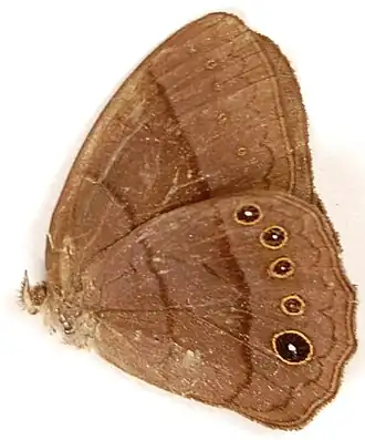 Description de l'image CP22-01 Coeruleotaygetis peribaea (3431823262).jpg.