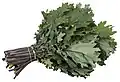 Kale rouge de Russie.