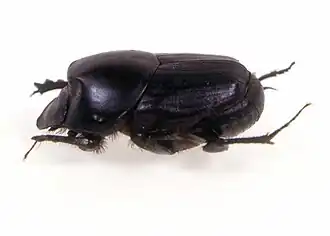 Onthophagus binodis.
