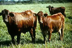 Photo couleur de trois vaches rouges sans corne, au pelage luisant dans une prairie verte.