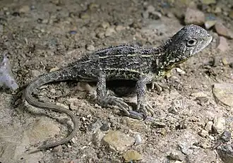 Tympanocryptis pinguicolla.