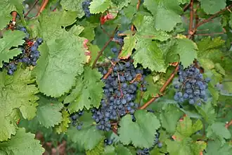 Cabernet dorio