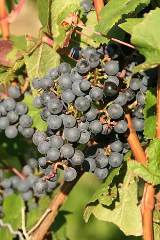 Cabernet dorsa