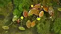 Fleurs et feuilles immergées et flottantes de Cabomba aquatica.