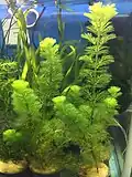 Cabomba aquatica dans un aquarium.