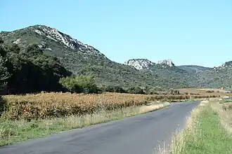 Image illustrative de l’article Clairette du Languedoc