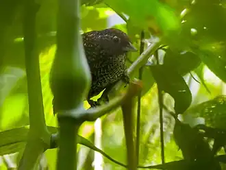 Description de l'image Cachar_Wedge-billed_Babbler.jpg.