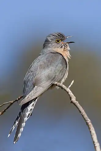 Cacomantis flabelliformis
