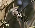 L'éventail de la queue