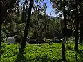 Cactus et euphorbes vues depuis la pinède.