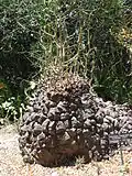 Dioscorea elephantipes.