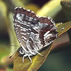Revers de l'imago.