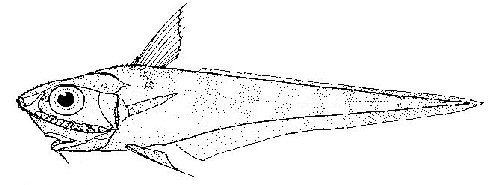 Coelorinchus cookianus