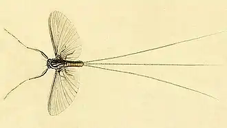 Description de l'image Caenis macrura.jpg.