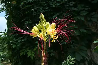 Fleur et fruits.