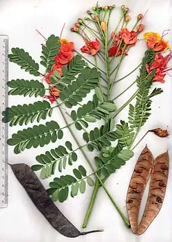 Caesalpinia pulcherrima.