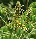 Guilandina bonduc fleurit dans le sanctuaire de faune de Krishna, Andhra Pradesh, Inde.