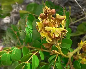 Guilandina bonduc.