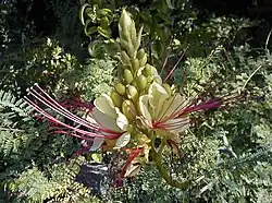 Feuilles, fruits et fleurs.