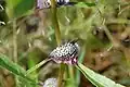 Caesulia axillaris