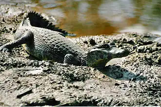 Jacara (Caiman yacare, Alligatoridae)