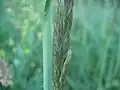Épis, avant maturité
