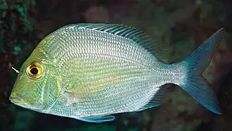 Description de l'image Calamus nodosus (10.3897-zookeys.882.38449) Figure 6.jpg.