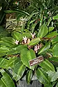 Cultivar Kopper Krome