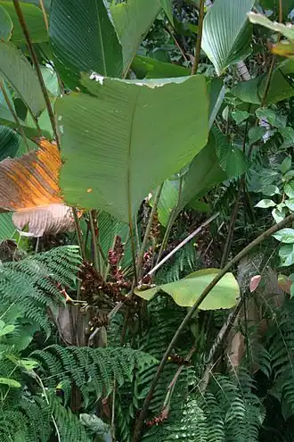 Description de l'image Calathea lutea 3.jpg.