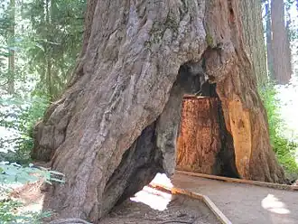 L'arbre en 2006.