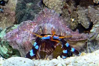 Description de l'image Calcinus elegans.jpg.