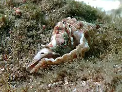 Calcinus latens