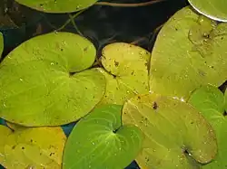 feuilles.