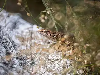 Description de l'image Caledoniscincus haplorhinus.jpg.