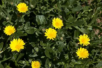Description de l'image Calendula maritima 0030.jpg.
