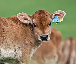 Étiquette sur veau.