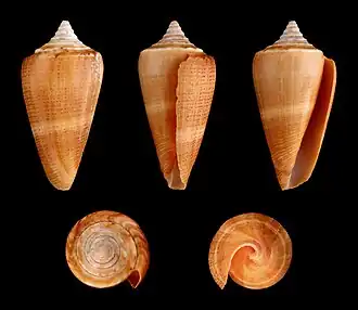 Sous-espèce lignarius.