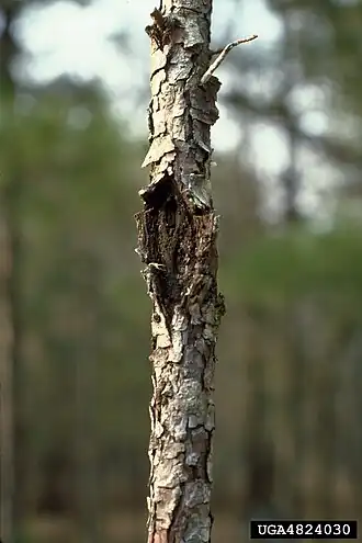 Description de cette image, également commentée ci-après